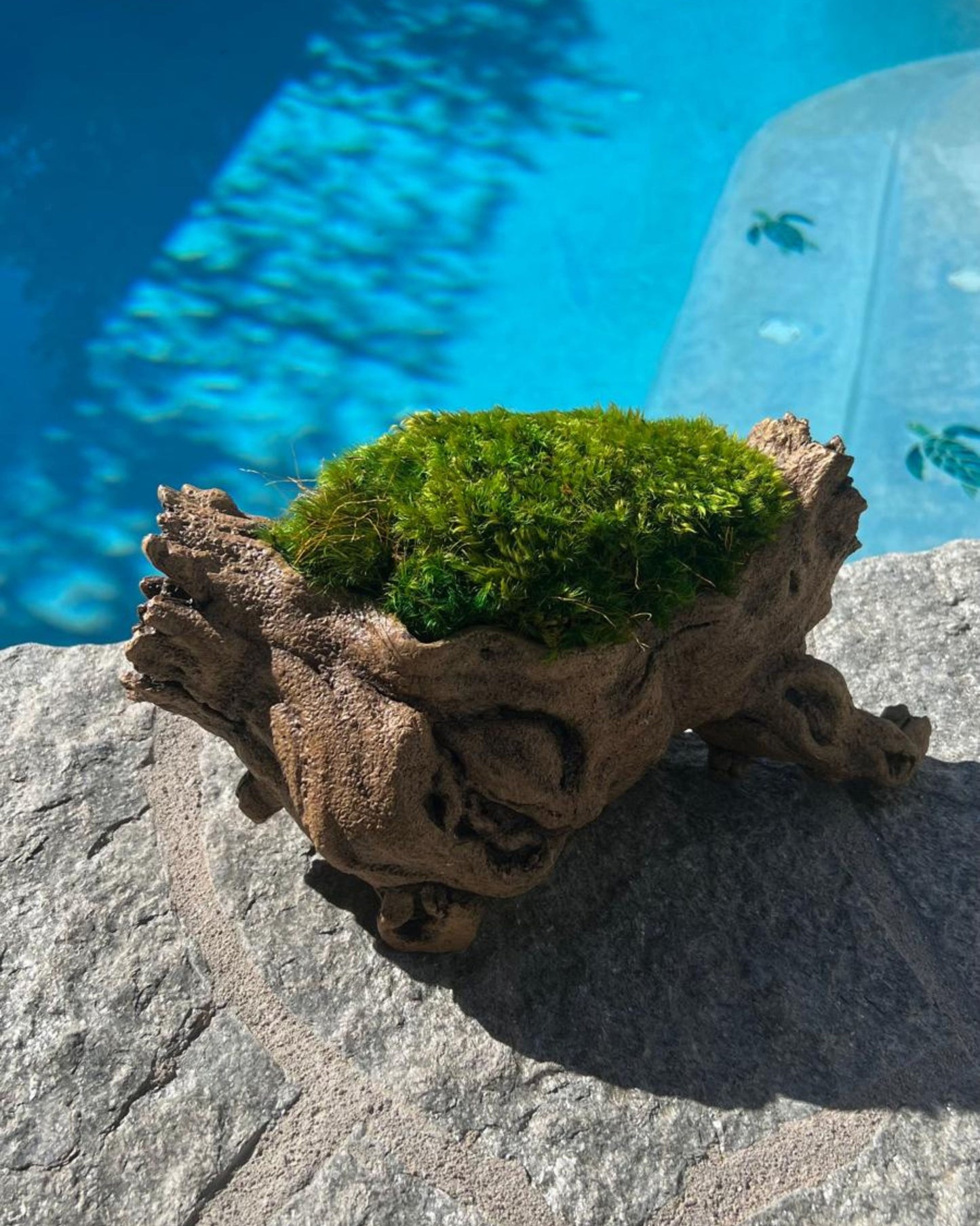 Tree Trunk with Preserved Pillow Moss