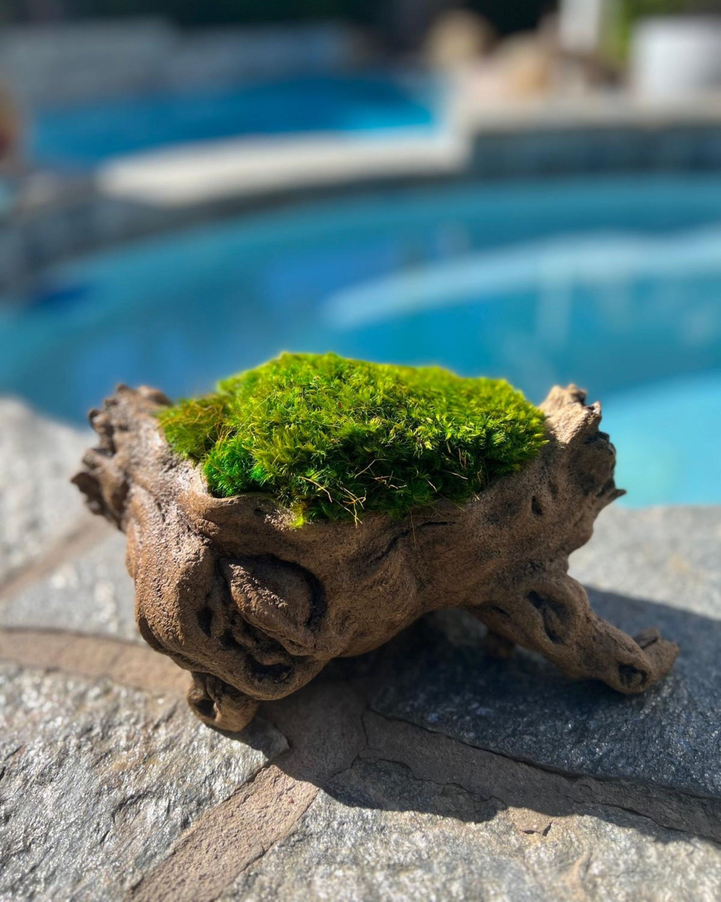 Tree Trunk with Preserved Pillow Moss