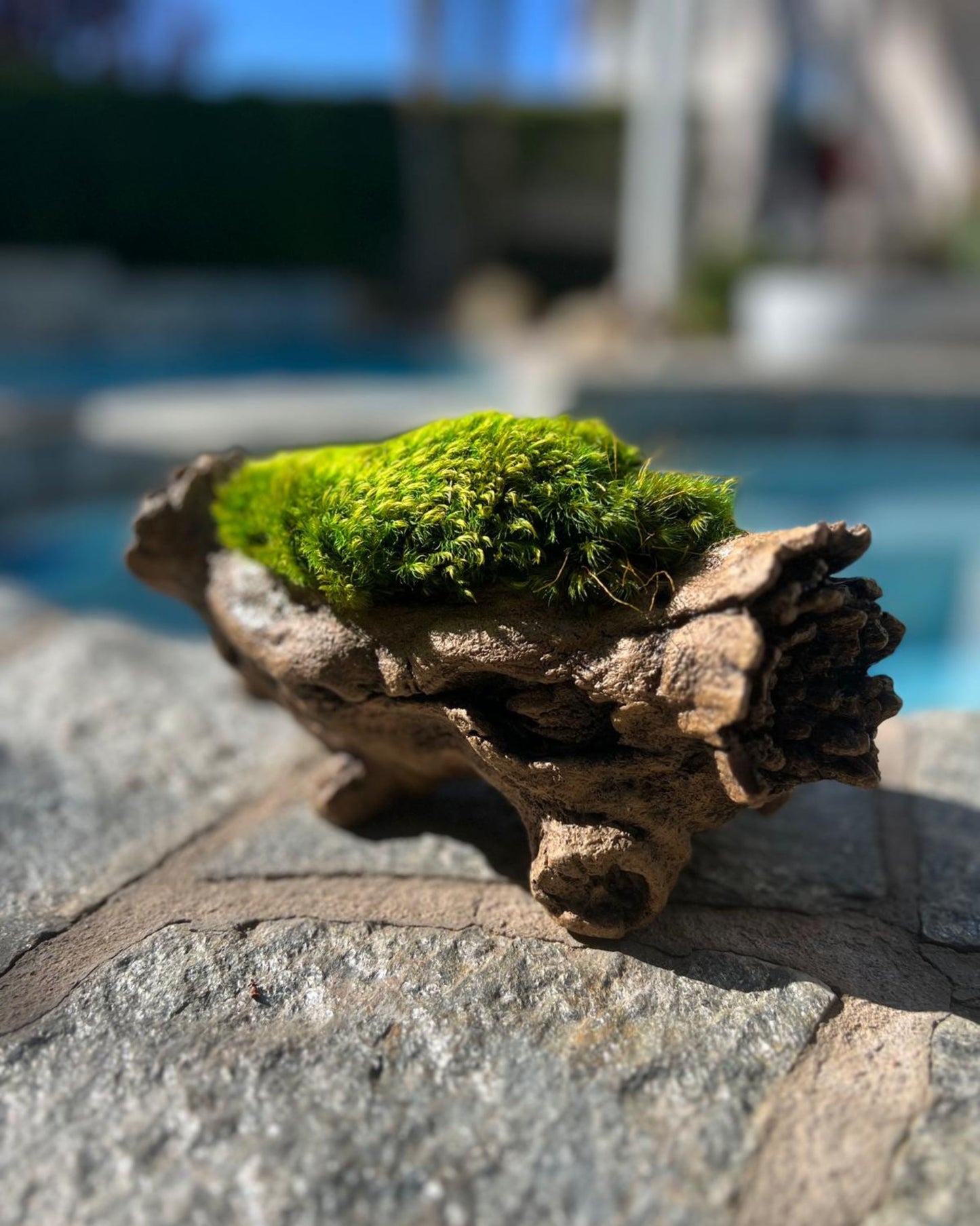 Tree Trunk with Preserved Pillow Moss