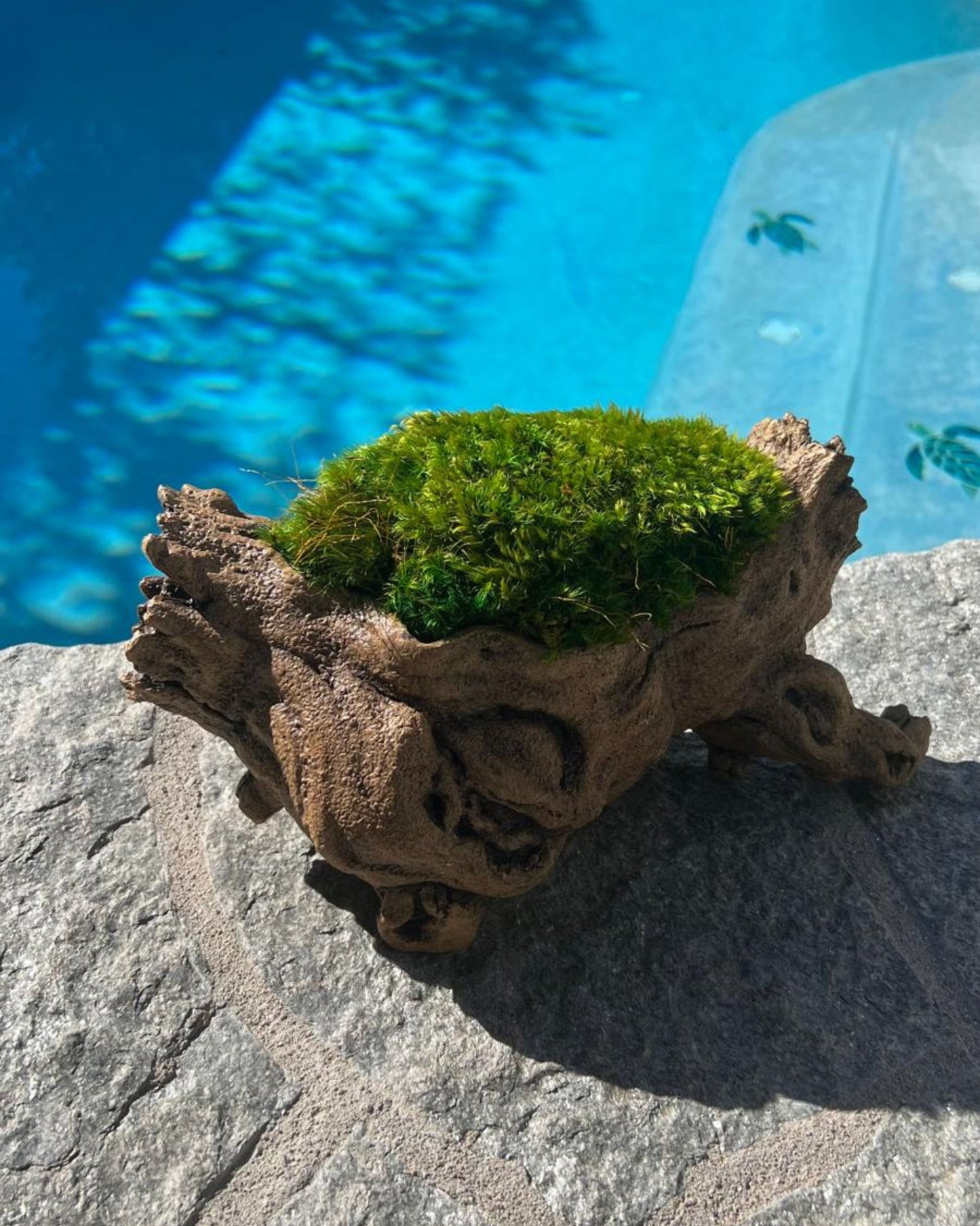 Tree Trunk with Preserved Pillow Moss